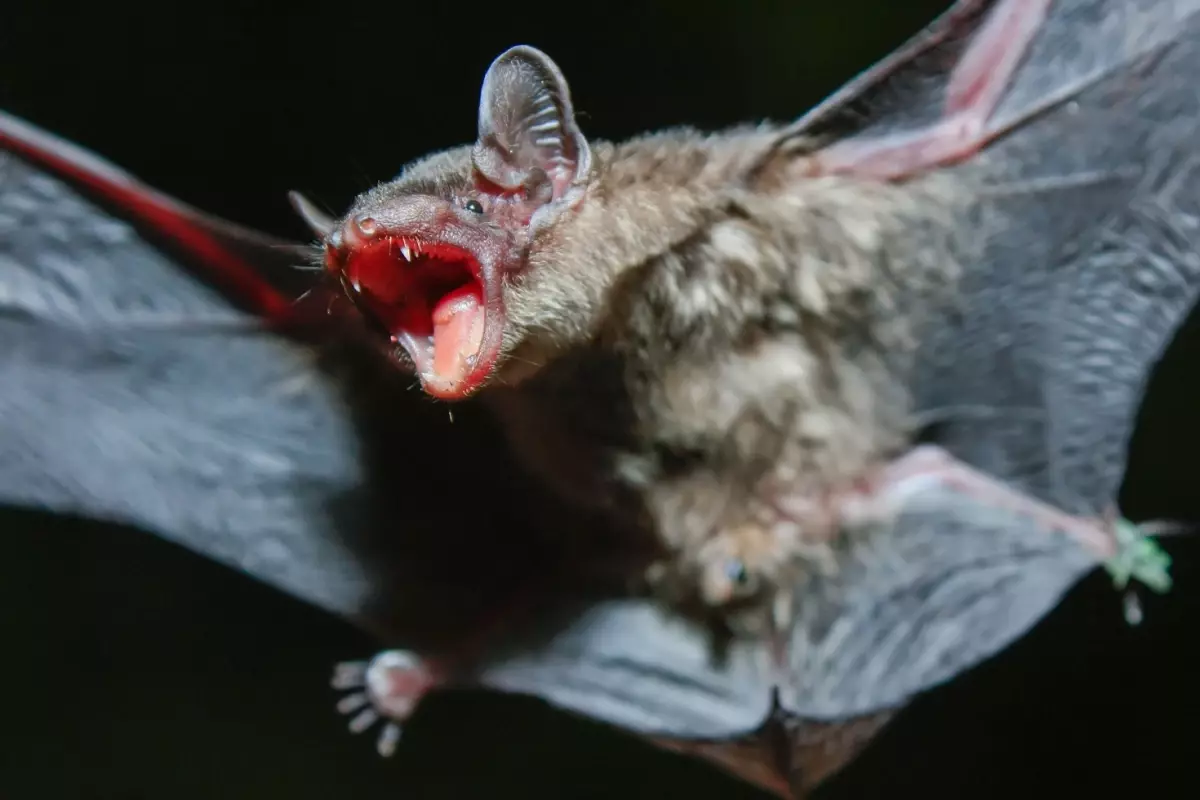 Brezilyalı Araştırmacılardan Yeni Koronavirüs Keşfi!  16 Farklı Yarasa Türü İncelendi