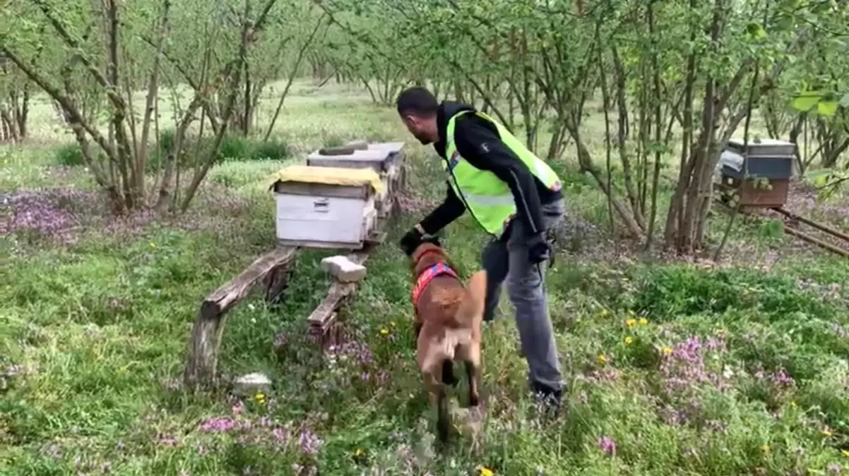 Düzce’de Kaçak Silah Operasyonu