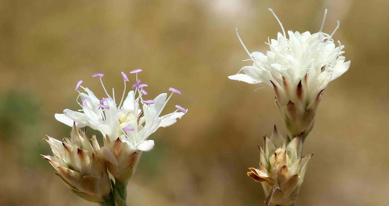 Emekli profesör sadece Antalya’da yetişen bir bitki keşfetti: Buzul sığınağı olduğu ortaya çıktı