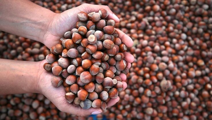 Giresun’da Fındık Fiyatları Bayram Öncesi Rekor Kırdı