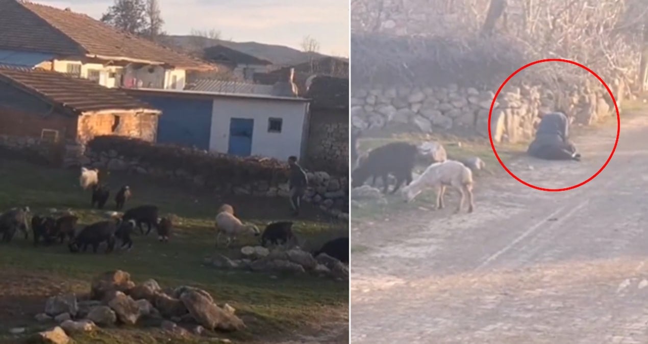 Görüntüler sosyal medyada tepkilere neden olmuştu: Küçükbaş hayvanlara işkence çektiren kişi gözaltına alındı