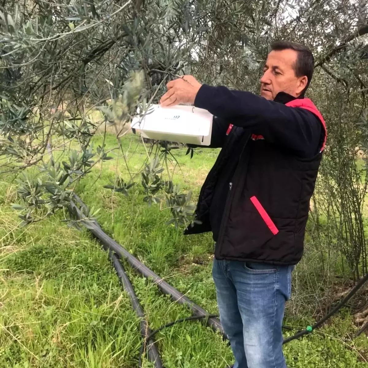 Havran’da Zeytin Güvesine Karşı Mücadele Başlatıldı