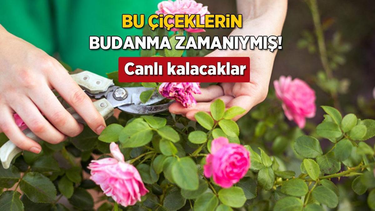 Her çiçek için budama zamanı ayrı! Kışa dek solmuyor, cennet bahçesi gibi