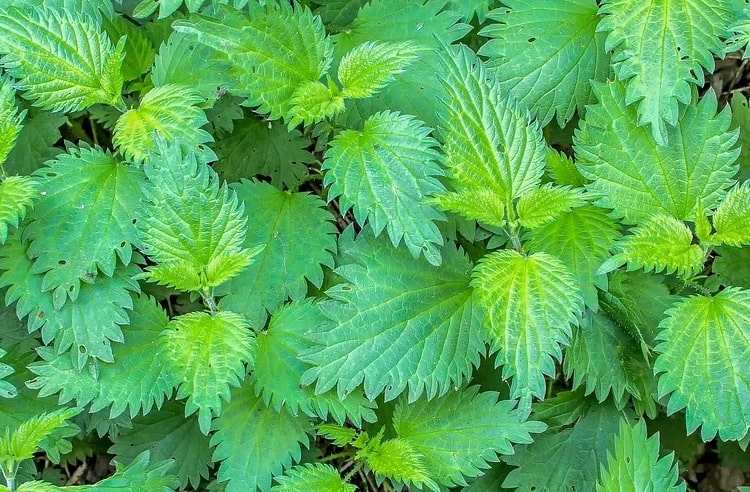 Isırgan otu, sağlığa birçok faydası olan besleyici bir bitkidir. İşte ısırgan otunun bazı önemli faydaları ve Yöresel yemek tarifi