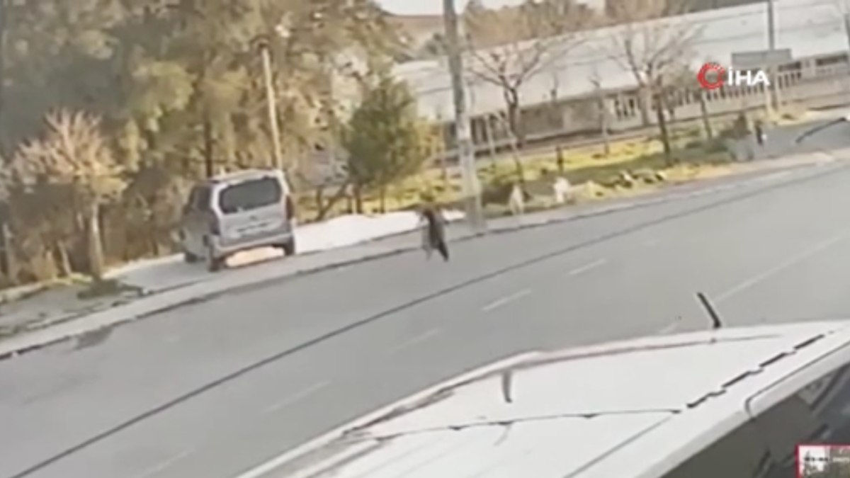 İzmir’de sokak köpekleri küçük çocuğa saldırdı