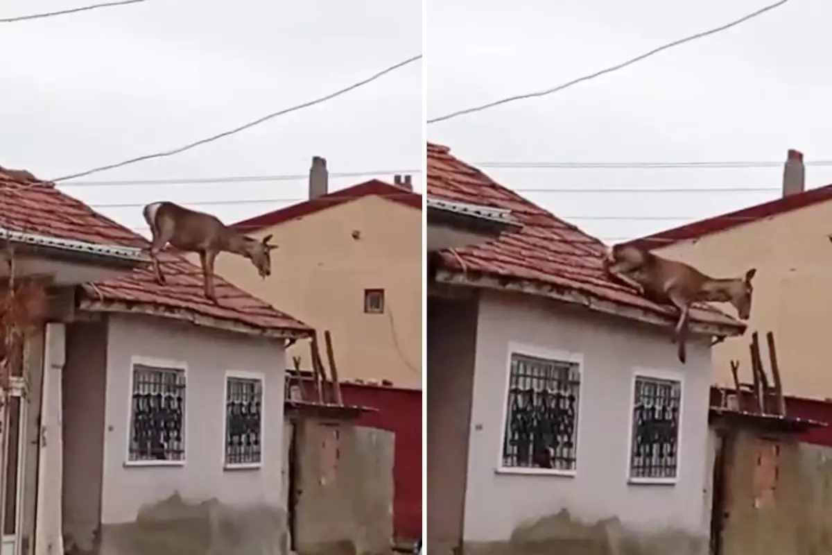 Afyonkarahisar’da Şaşırtan Olay: Kızıl Geyik Çatıya Çıktı, Düşerek Hayatını Kaybetti