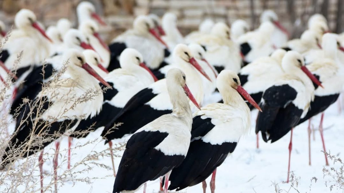 Leylekler Karaman’da: Karlı arazide mola verdiler