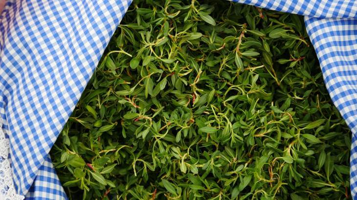 Madımak Yemeği Tarifi – Sağlıklı ve Lezzetli Geleneksel Yemek Ve Faydaları