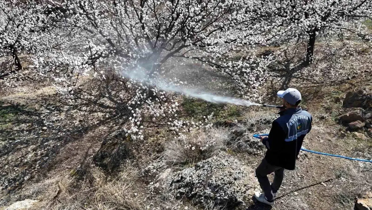 Malatya’da Kayısı Çiçeklenmesi ve İlaçlama Önerileri