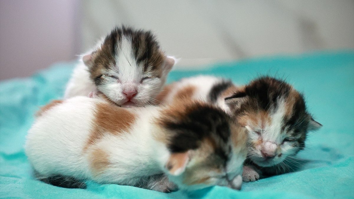 Mersin’de camide doğum yapan kedi ve yavruları koruma altında