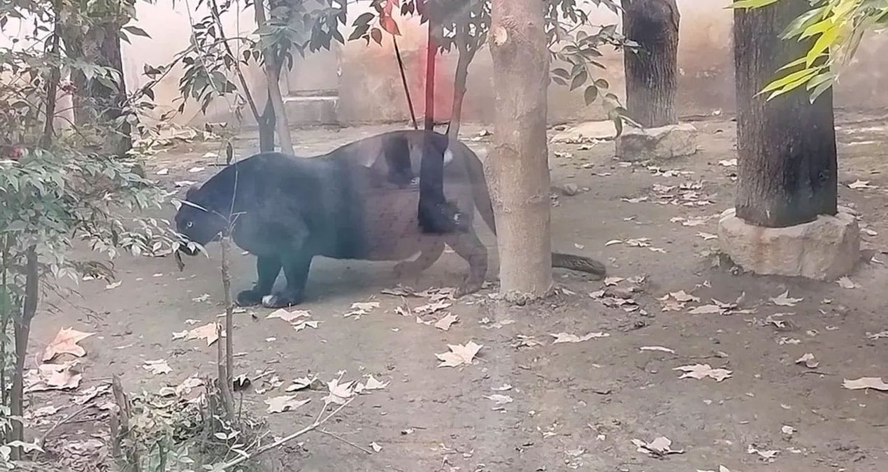 O kadar şişman ki görenler hangi hayvan olduğunu anlamıyor