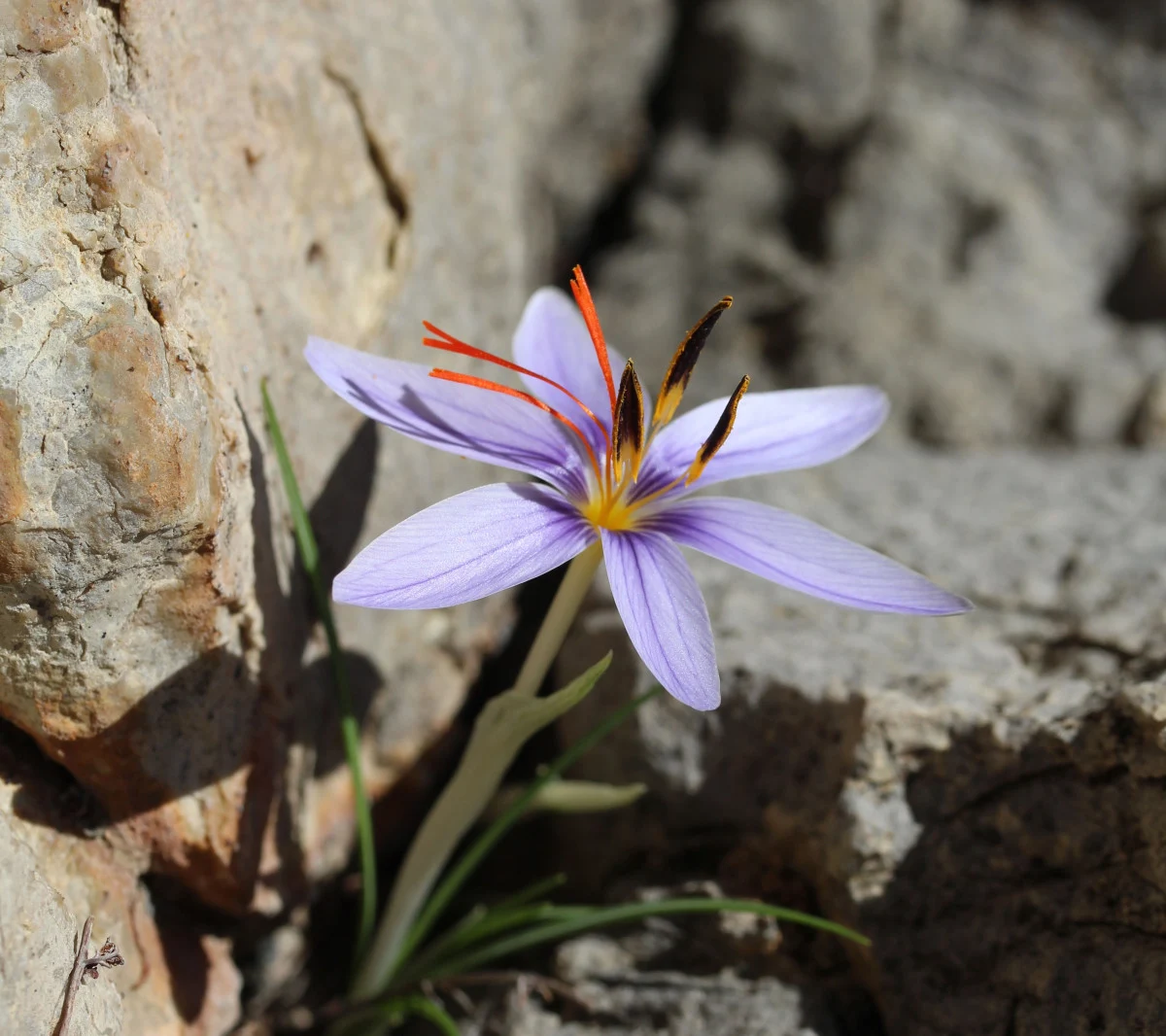 Olimpos Safranı Tehlikeli Altında: Biyokaçakçılar Gözünü Dikti!