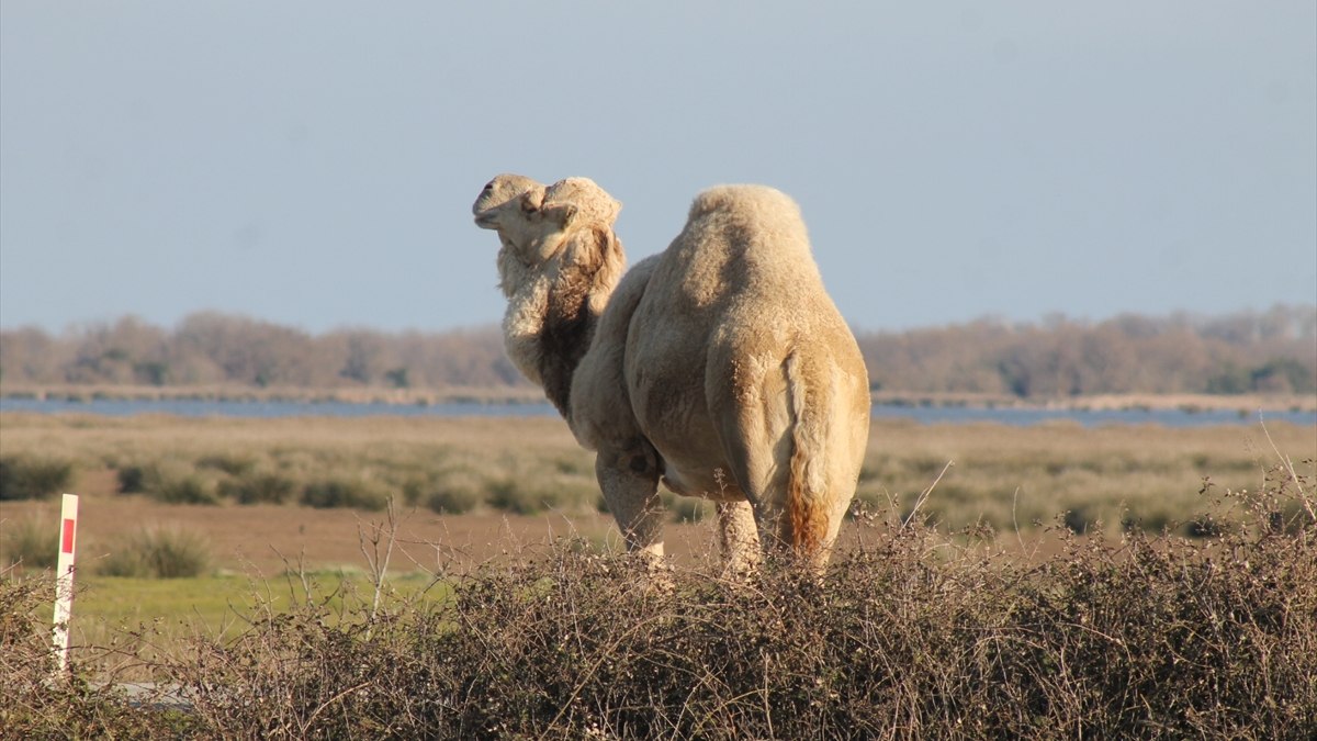 Samsun, Kızılırmak Deltası’nda develer turizmin hizmetinde