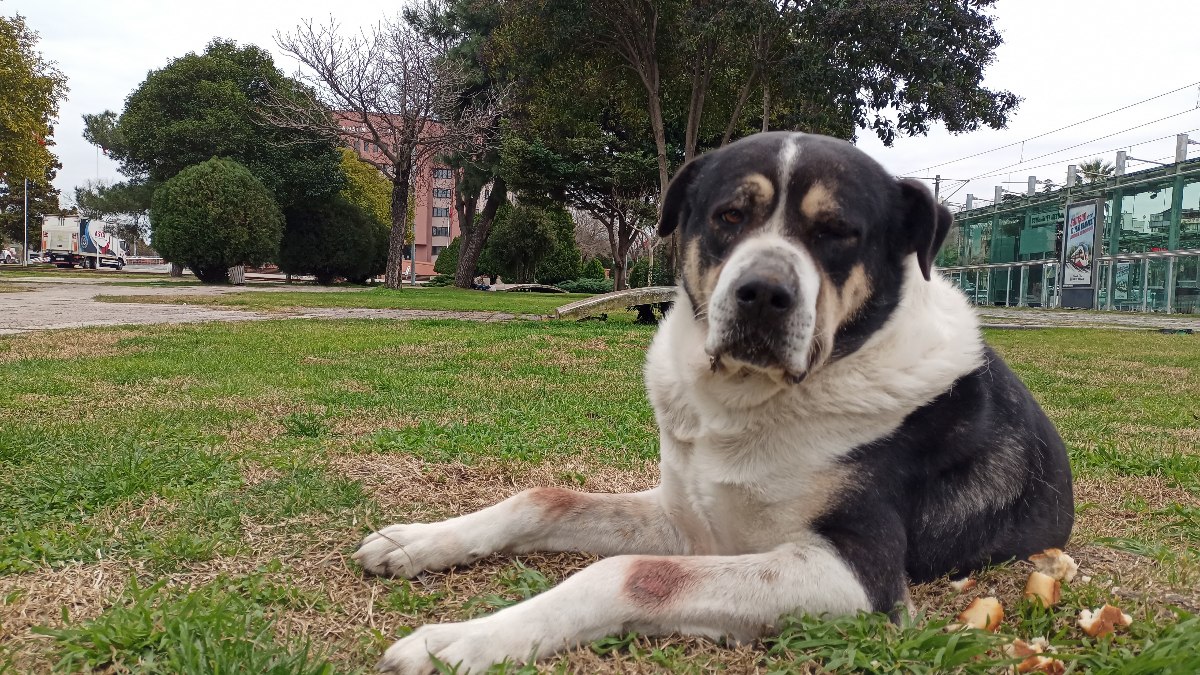 Samsun’da 26 bini aşkın hayvana kuduz aşısı uygulandı