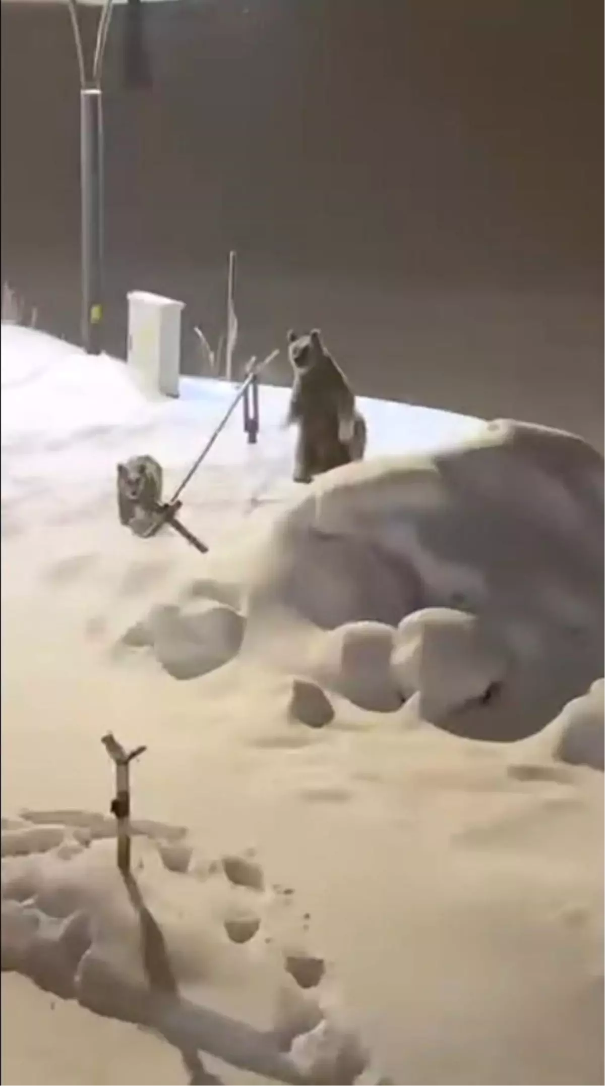 Sarıkamış’ta Boz Ayılar Yiyecek Ararken Görüntülendi