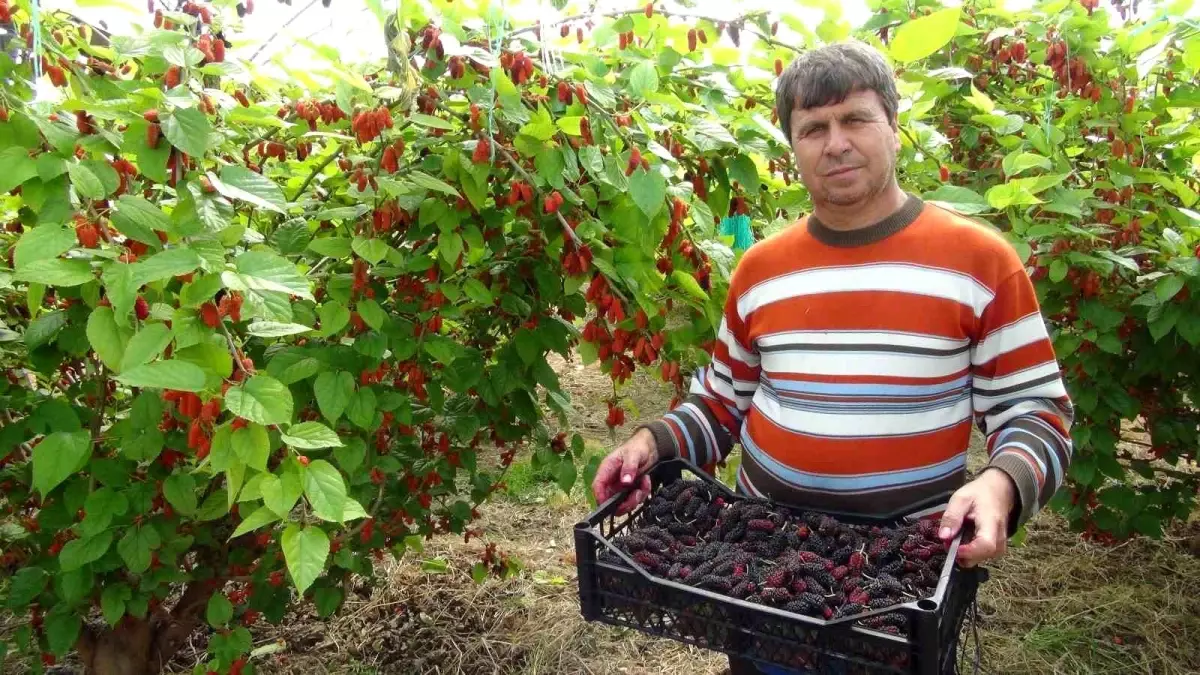 Silifke’de Turfanda Karadut İhracı