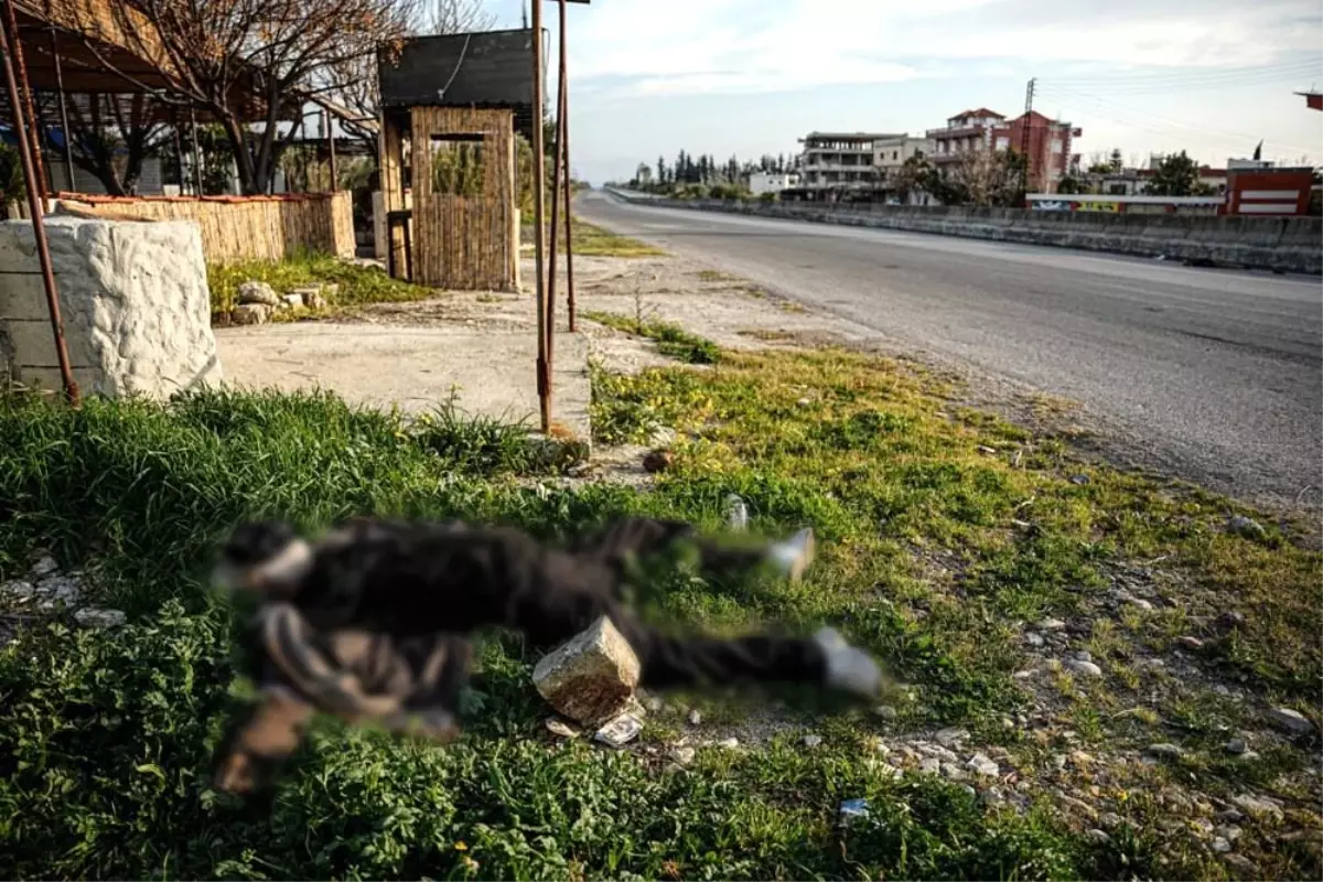 Suriye’de Çatışmalarda 1383 Sivil Hayatını Kaybetti