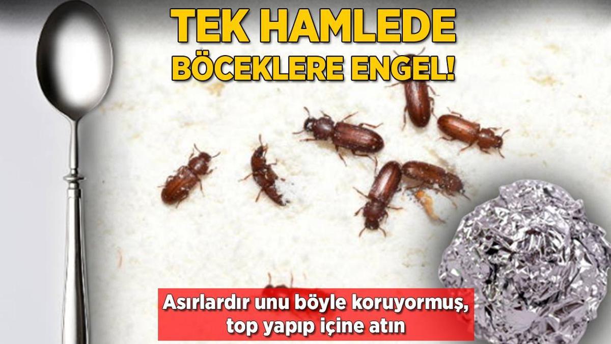 Tek hamlede böceklere engel Asırlardır unu böyle koruyormuş top yapıp içine atın