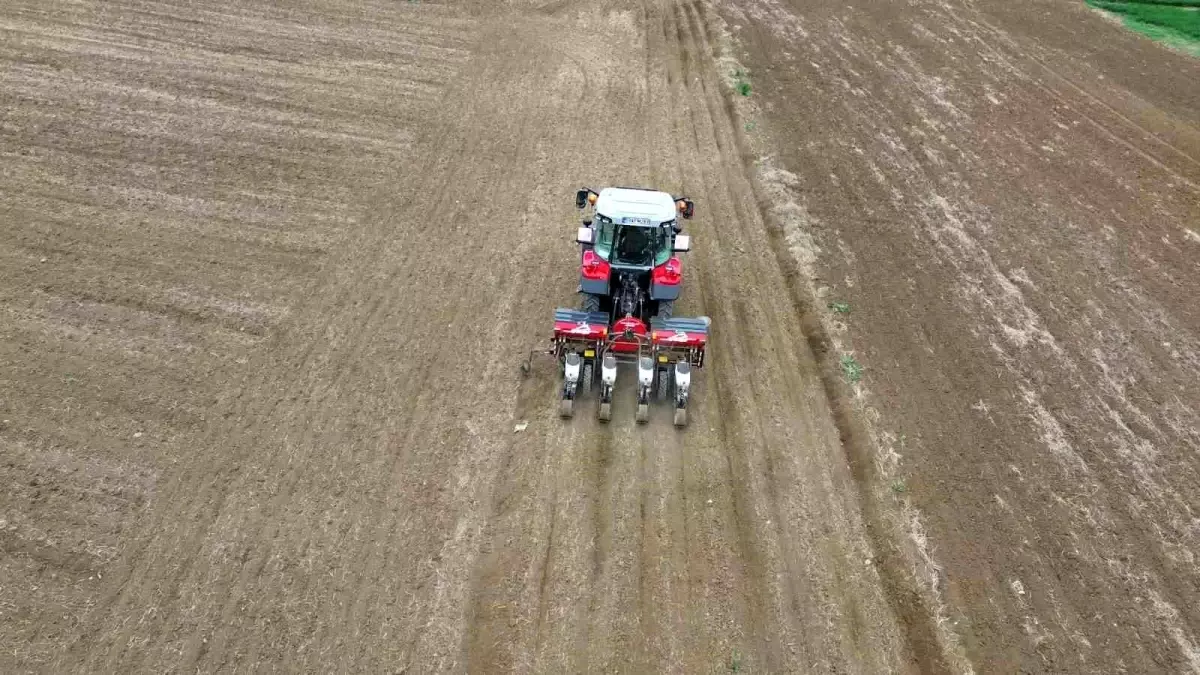 Tekirdağ’da Ayçiçeği Ekimi Başladı