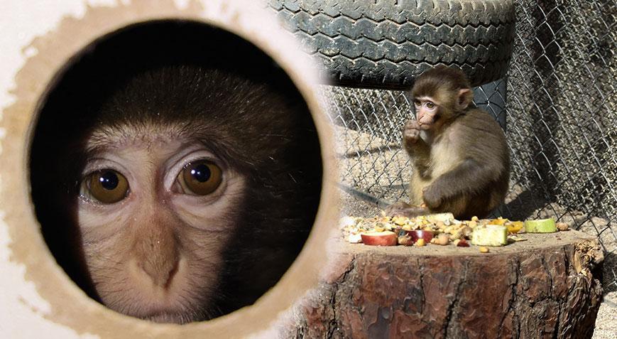 Terminalde kolide bulunmuştu Maymun Fıstıkın işte yeni hayatı