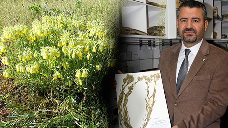 Türk bilim insanı Tunceli’de keşfetti: Onosma zaferkayae