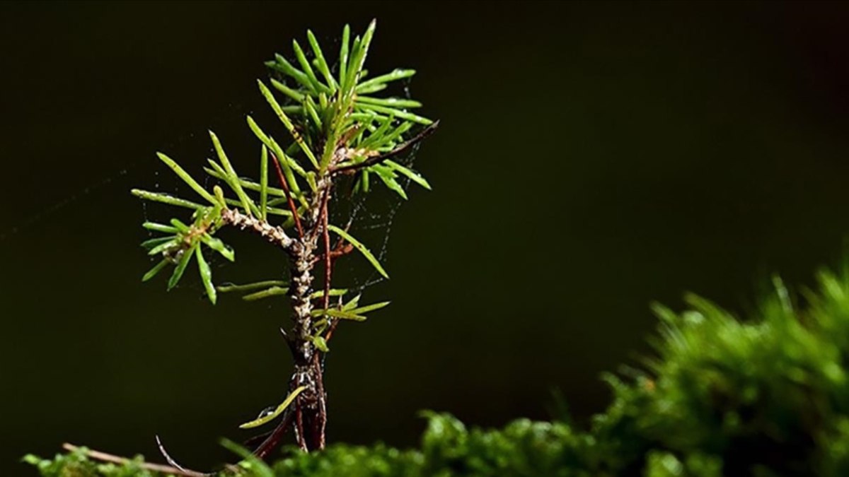 Türkiye, en çok ağaçlandırma yapmakta Avrupa birincisi