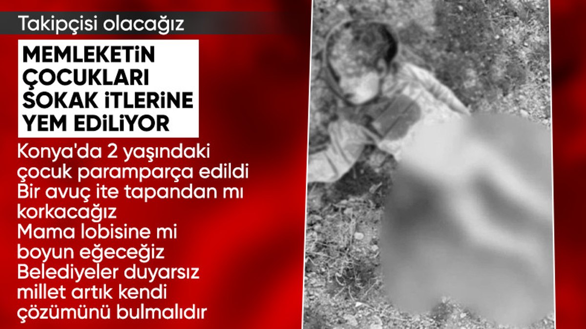 Türkiye’nin çözülemeyen sorunu: Başıboş sokak köpekleri