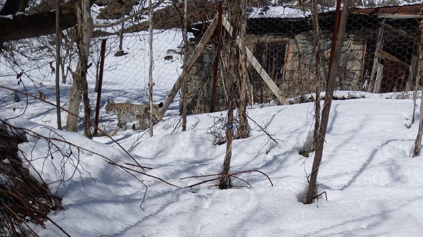 Gümüşhane’de Kümes Etrafında Gezen Vaşak Görüntülendi