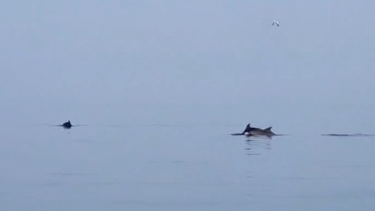 Yalova Esenköy açıklarında yunuslar, balıkçılara eşlik etti