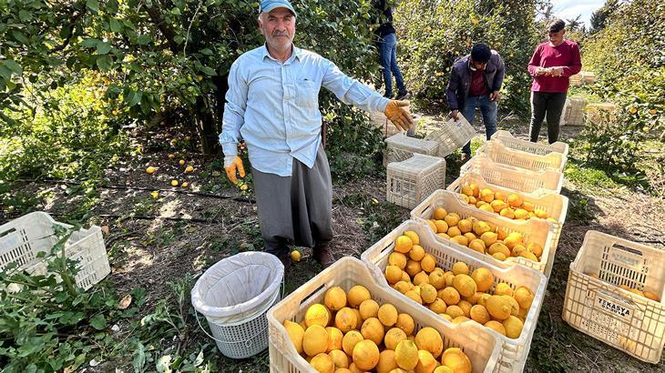 Zirai dondan kurtulan limon bahçede 15 TL’den alıcı buluyor
