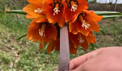 “Ağlayan Gelin” Görsel Şölen Sunuyor