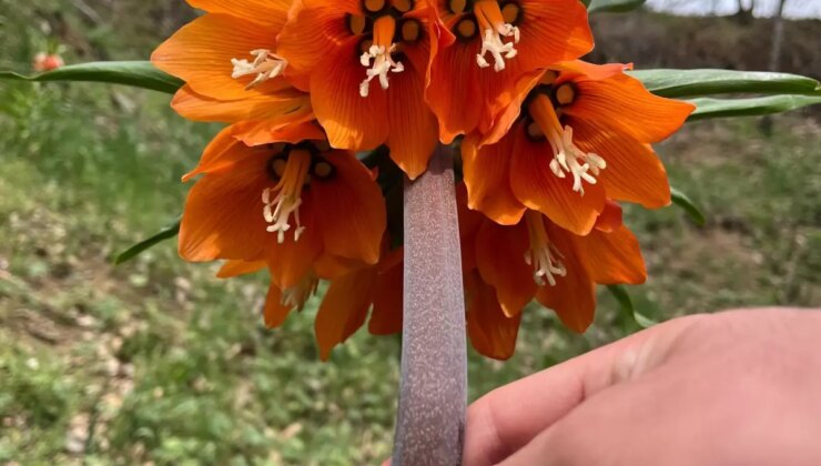 “Ağlayan Gelin” Görsel Şölen Sunuyor