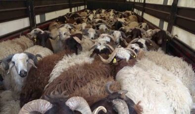 Amasya’da Koyun Taşıyan Tırlardan 5 Kaçak Göçmen Çıktı