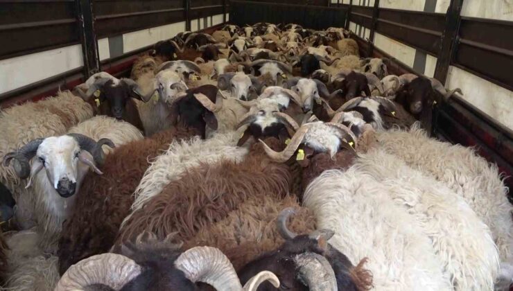 Amasya’da Koyun Taşıyan Tırlardan 5 Kaçak Göçmen Çıktı