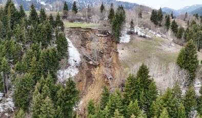 Ormanlık Alan Yerle Bir Oldu