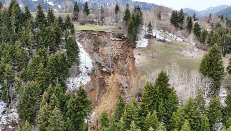 Ormanlık Alan Yerle Bir Oldu