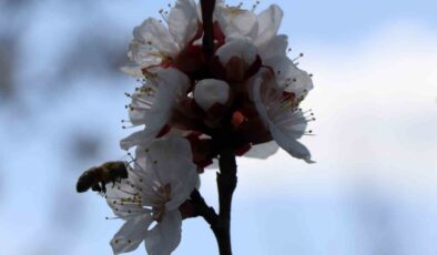 Bayburt’ta Bal Arıları İlkbaharda Özgürlüğüne Kavuştu