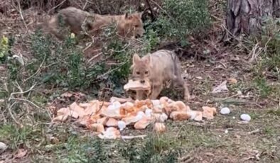 Sinop’ta Bir Vatandaş Bayat Ekmeklerle Çakalları Besledi