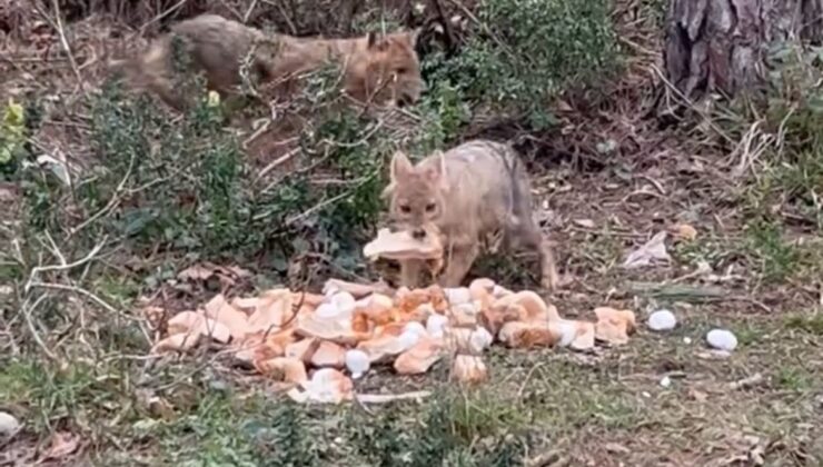 Sinop’ta Bir Vatandaş Bayat Ekmeklerle Çakalları Besledi