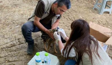 Bartın Ormanlarında Bulunan Yavru Karaca