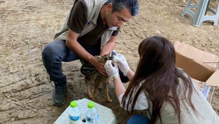 Bartın Ormanlarında Bulunan Yavru Karaca