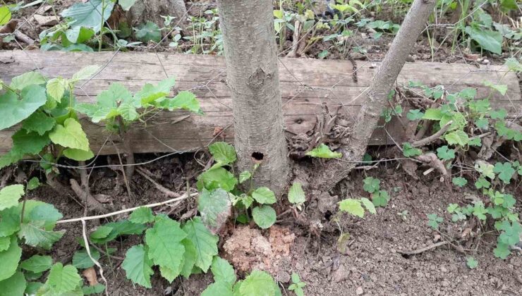 Trabzon’da ‘Drakula’ Böceği ile Mücadelede Sona Yaklaşıldı