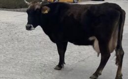 Elazığ’da Hastane Önünde Gezen İnek Görenleri Şaşırttı