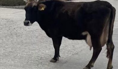 Elazığ’da Hastane Önünde Gezen İnek Görenleri Şaşırttı