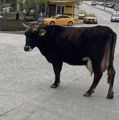 Elazığ’da Hastane Önünde Gezen İnek Görenleri Şaşırttı