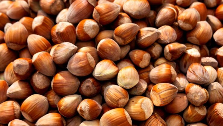 Fındıkta Rekor Üstüne Rekor: Giresun’da Serbest Piyasada 215 TL’ye Ulaştı