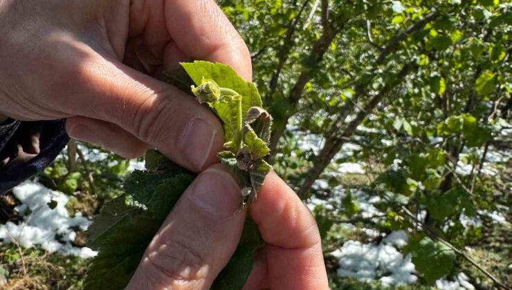 Zirai Don Fındık Rekoltesini Tehdit Ediyor