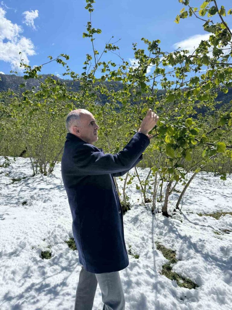 Giresun fındık rekolte kaybı1