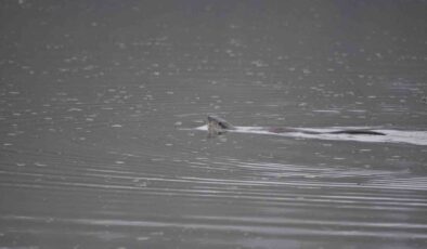 Nesli Tehlike Altında Olan Su Samurunu Görüntüledi