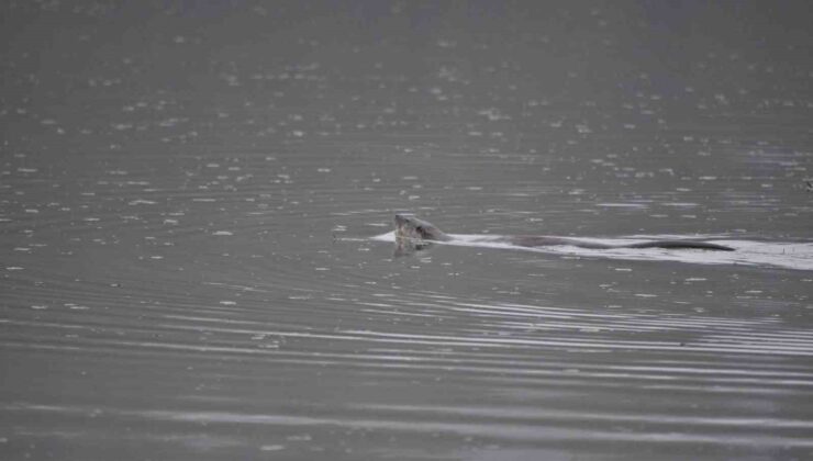Nesli Tehlike Altında Olan Su Samurunu Görüntüledi